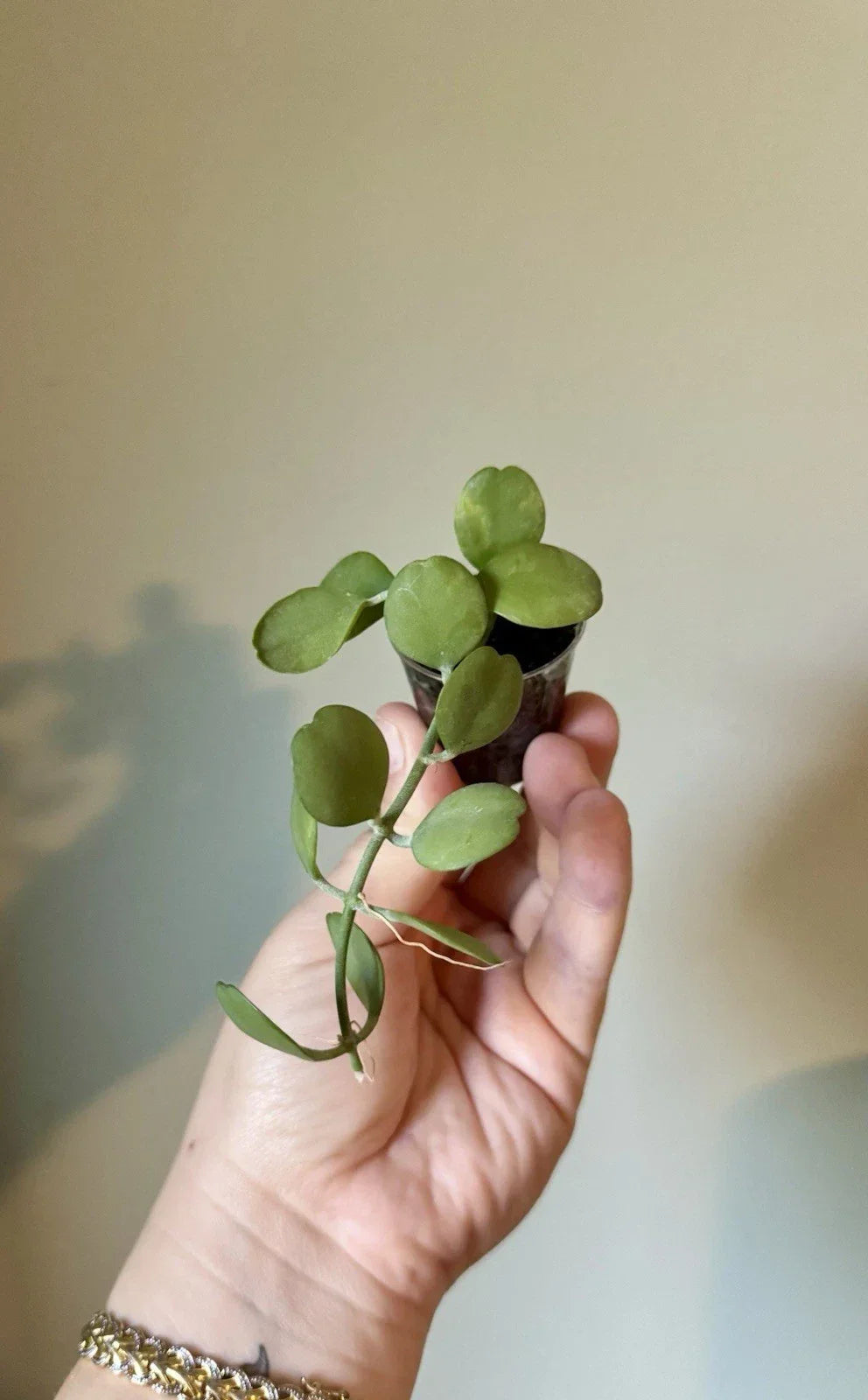 Dischidia Geri Cutting - Lightly Rooted Indoor Houseplant - Easy Care Green Foliage Plant - Tropical Dischidia Variety