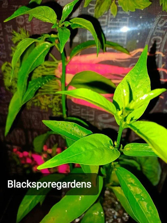 Night Blooming Jasmine Live Plant - Fully Rooted 4-13 Inch Cestrum nocturnum Fragrant White Flowers for Garden or Indoor