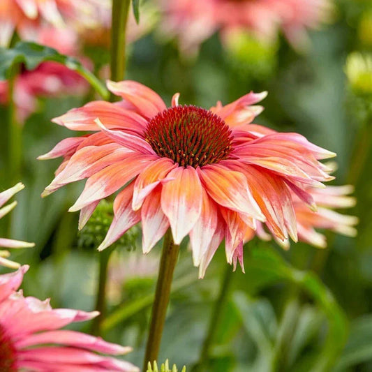 Meadow Mama Coneflower Daisy Seeds - Echinacea purpurea Perennial Seed Packet for Garden, Wildflower, Pollinator Attracting, 200+ Seeds