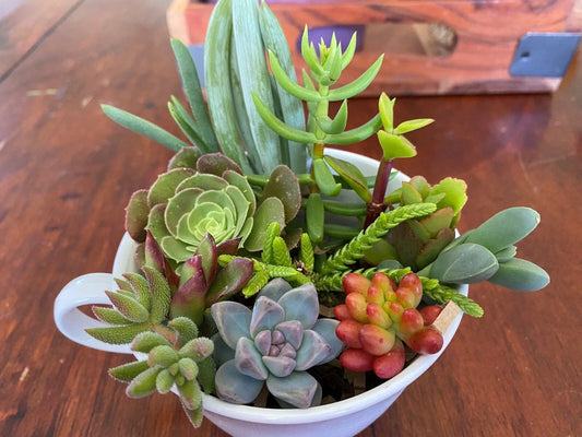Live Succulent Cuttings Set - 12 Assorted Cactus Plants for Garden, Terrariums & DIY Arrangements