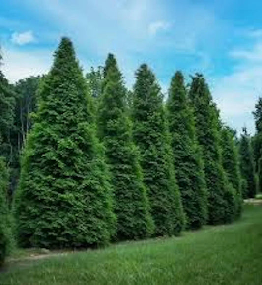 Green Giant Arborvitae Trees 3 Pack Starter – Thuja Plicata Evergreen Landscape Plants for Privacy Screening