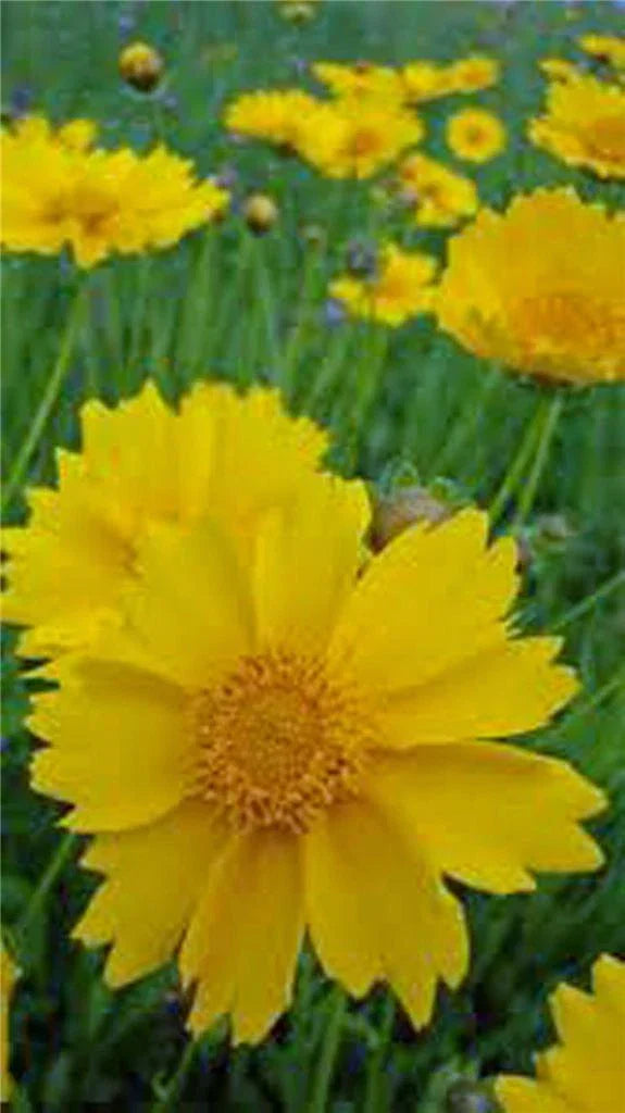 Coreopsis Seeds 100 Count - Lanceleaf Flower with Golden-Yellow Blooms, Attracts Pollinators, Easy to Grow, Perennial Garden Flower
