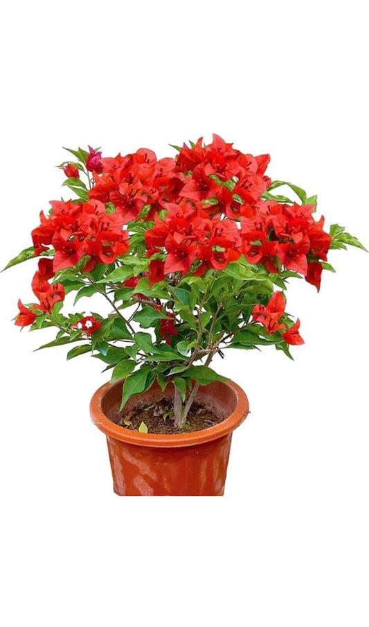 Jamaican Red Bougainvillea Plug Plant – Vibrant Red Bracts, Well-Rooted Bougainvillea glabra, Tropical Climber for Garden or Indoor Use