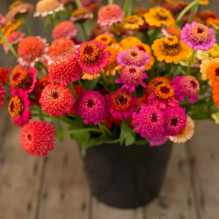 Candy Mix Zinnia Seeds Packet - Colorful Garden Flowers, Zinnia elegans, Attract Pollinators, USA Grown, 100+ Seeds
