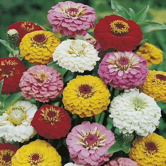Oklahoma Mix Zinnia Seeds - 50 Pack - Colorful Annual Flower Seeds - Zinnia elegans for Garden Beds & Borders