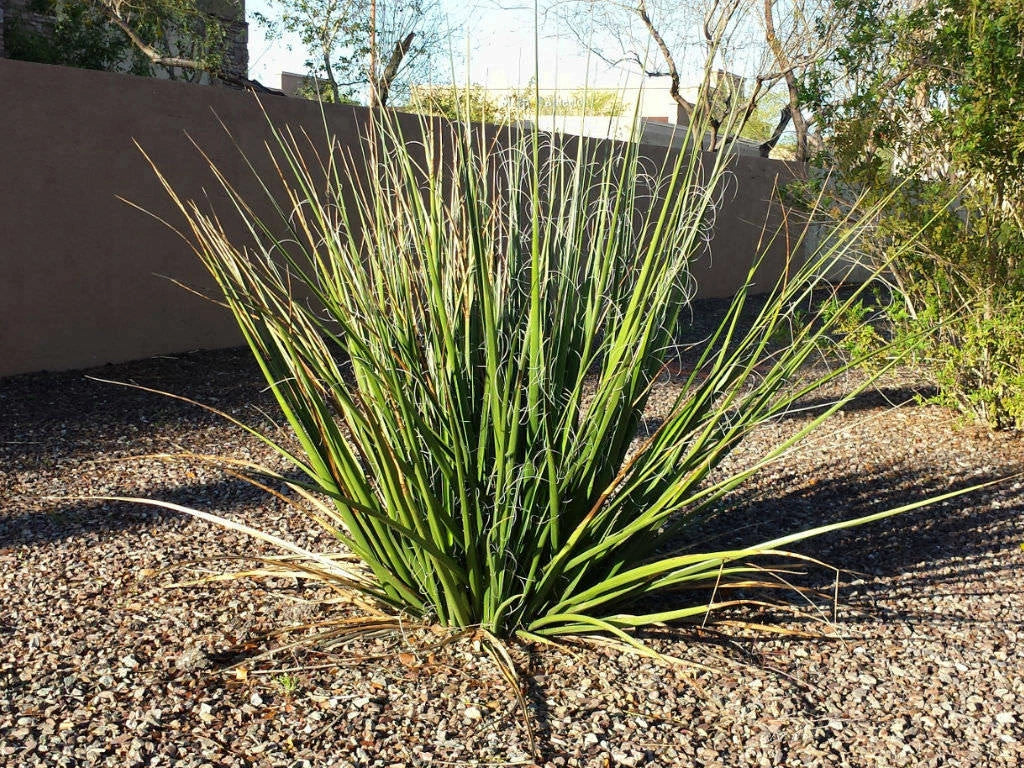Giant Hesperaloe Funifera Seeds - 40 Pack, Drought-Tolerant False Yucca with Red Pink Flowers, Native Perennial for Xeriscaping & Pollinator Gardens