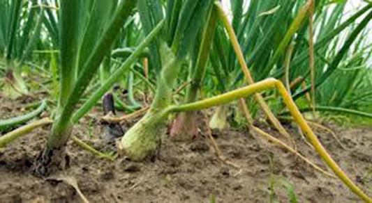 Onion Seeds - 500 Heirloom Texas Early Grano Vidalia Type Allium cepa Short Day Onion for Garden Planting