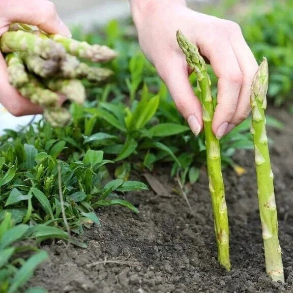 Asparagus Seeds Pack - Mary Washington Heirloom Non-GMO - Asparagus officinalis, Full Sun, Easy to Grow, Home Garden