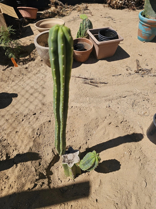 Green Columnar Cactus 8" Branch Euphorbia ingens Succulent for Indoor Garden and Home Decor