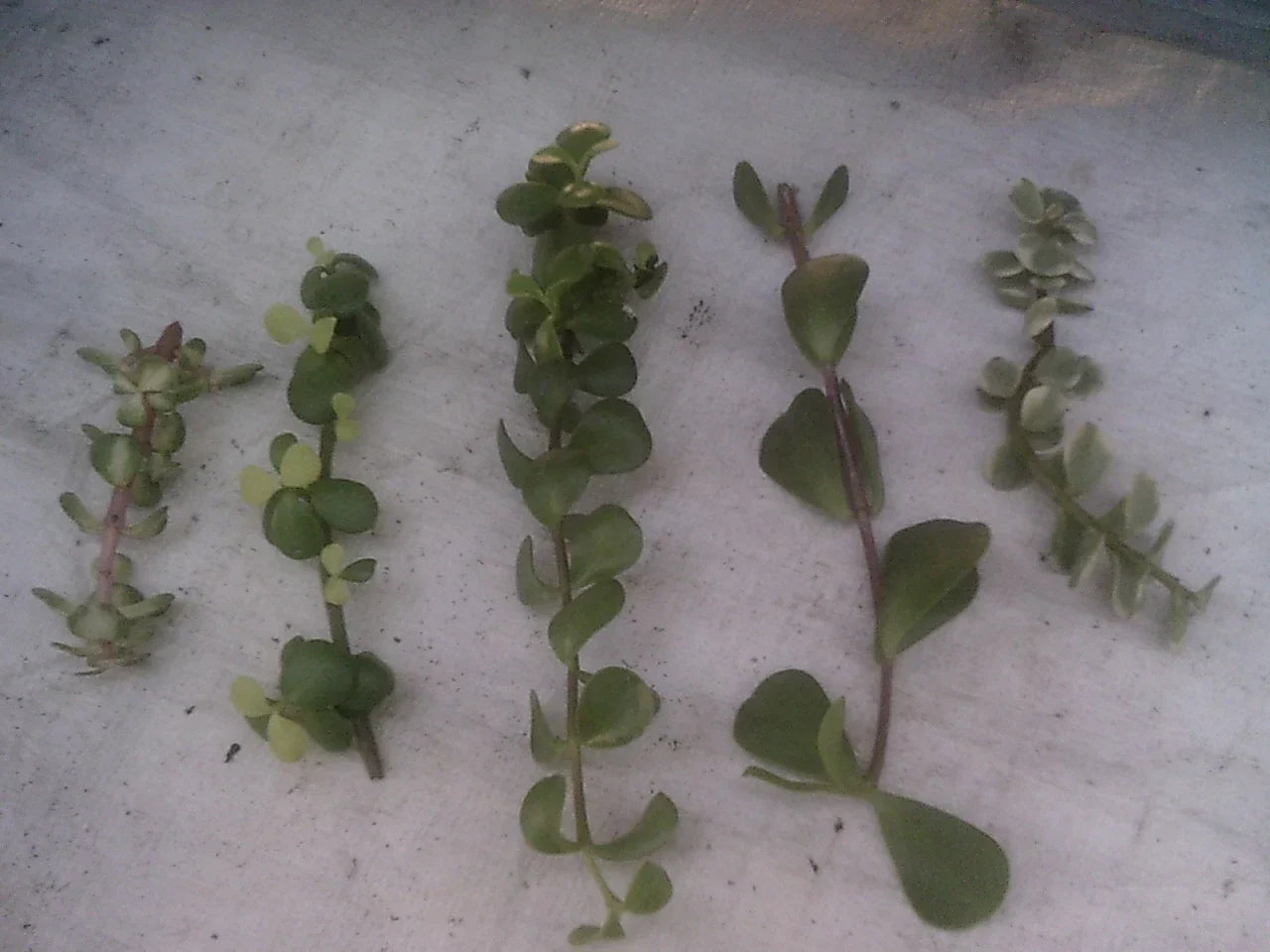 Portulacaria Cuttings Collection - 9 Succulent Varieties for Home Decor & Gardening - Easy-to-Care Plants
