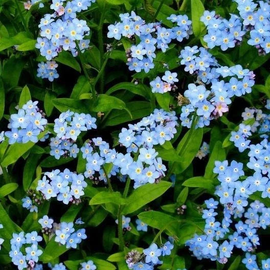 Forget Me Not Seeds - 500+ Pack, Early Blooming Perennial, NON-GMO Myosotis spp., Blue Pink White Flowers, Garden Seeds