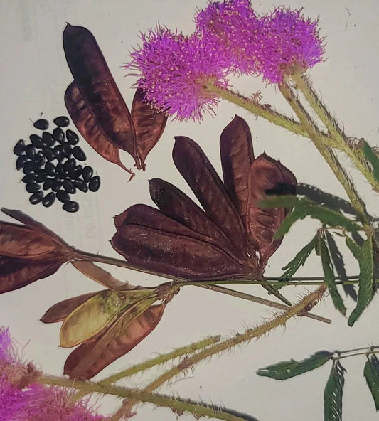 Organic Sensitive Plant Seeds - Mimosa Pudica Touch-Me-Not Shy Plant, 30+ Non-GMO Seeds for Indoor & Outdoor Gardening