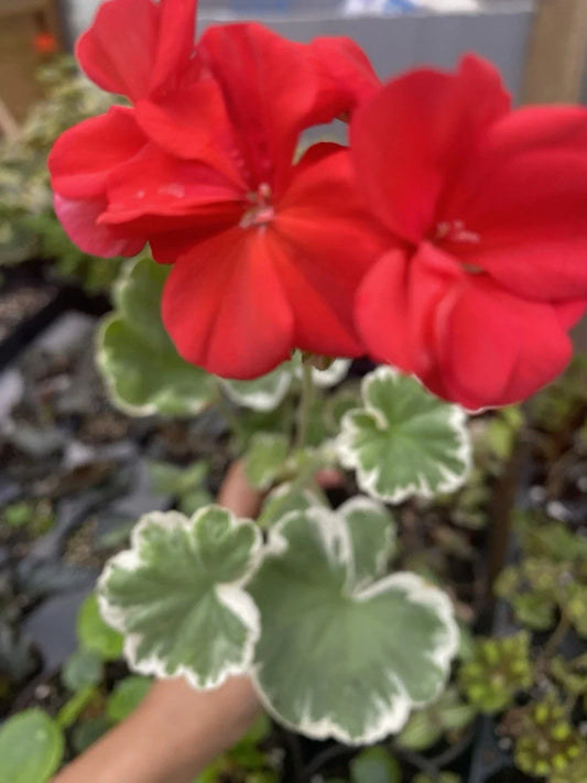 Horseshoe Geranium Rooted Plant - Pelargonium sidoides - Easy Care Indoor/Outdoor Perennial with Cascading Foliage
