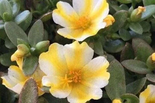 Lemon Twist Portulaca Oleracea Succulent - Colorful Purslane Plant for Garden & Containers - US Seller