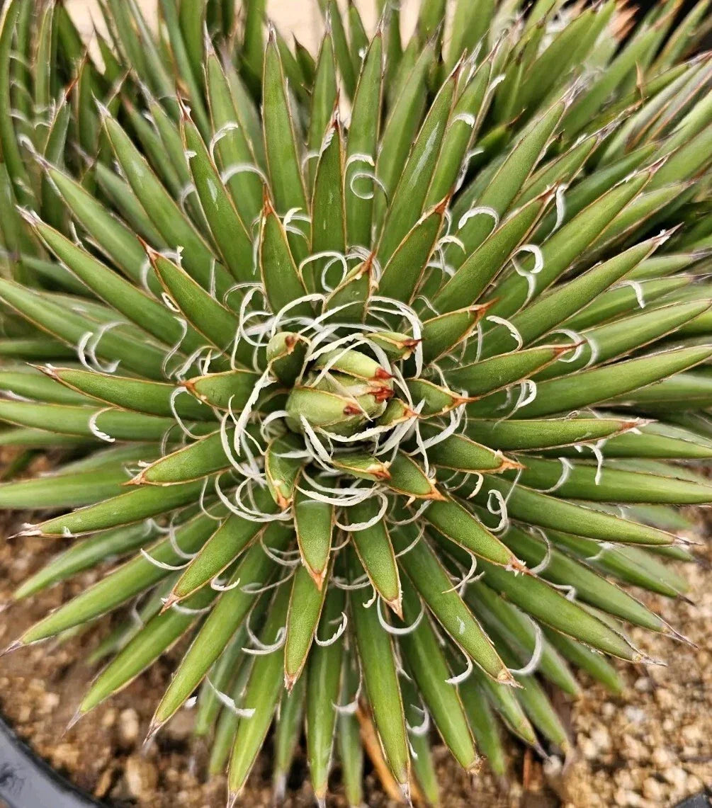 Agave Parviflora Bare Root Plant - Drought-Tolerant Succulent for Indoor & Outdoor Gardens, Xeriscaping, Rock Gardens