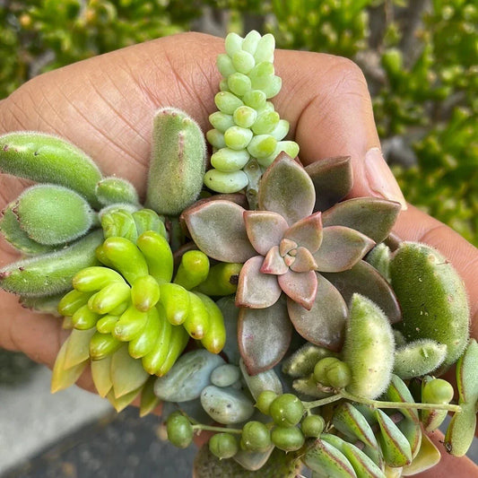 Live Succulent Cuttings Set of 5 Assorted Varieties for Garden Starter Plants, Home Decor, DIY Projects, Easy Care, Indoor and Outdoor