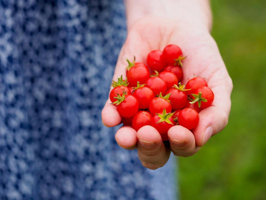 Micro Currant Tomato Seeds - Non-GMO Solanum pimpinellifolium for Home Gardening, Small Bite-Sized Tomatoes, Container Growing, 50 Seeds