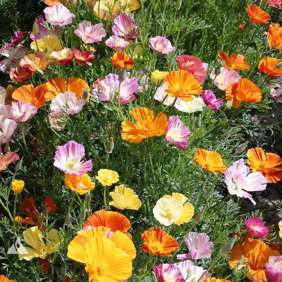 California Poppy Seeds Bulk Pack | Ballerina Mix | Eschscholzia californica | Vibrant Non-GMO Flower Seeds for Garden