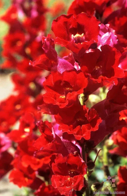 La Bella Red Snapdragon Seeds - 1000+ Bulk Pack for Garden Planting - Antirrhinum majus - Vibrant Red Flowers for Borders & Containers