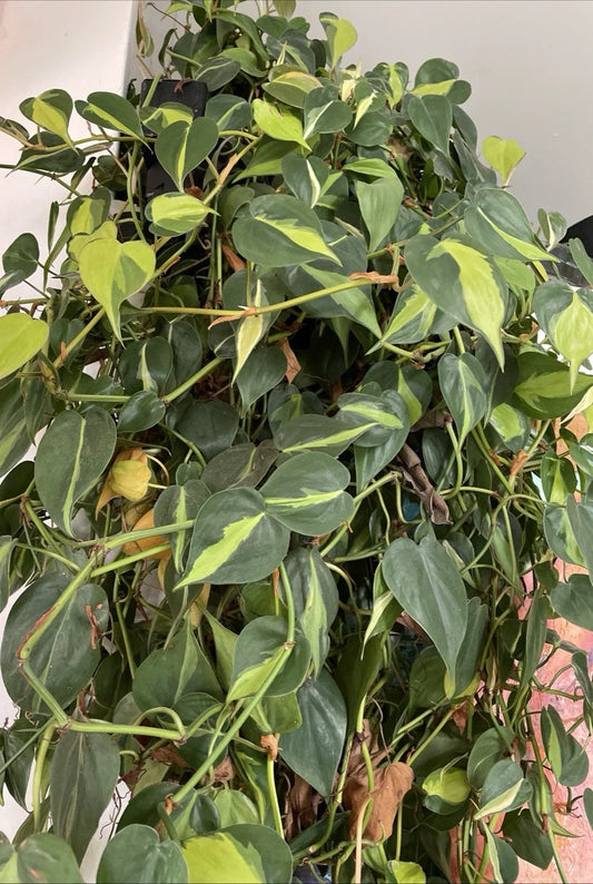 Philodendron Hederaceum 'Brasil' Variegated Trailing Houseplant Cuttings – 4 Stem Propagation Set