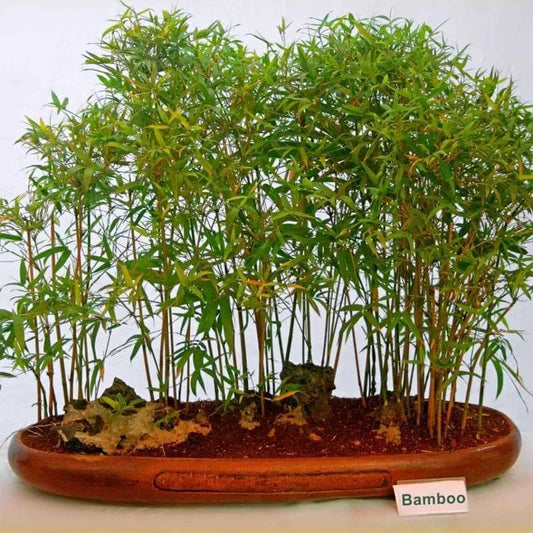 Live Small Bamboo Plant in Pot | Rooted Bambusa spp. for Indoor & Garden Use | No Mess Roots