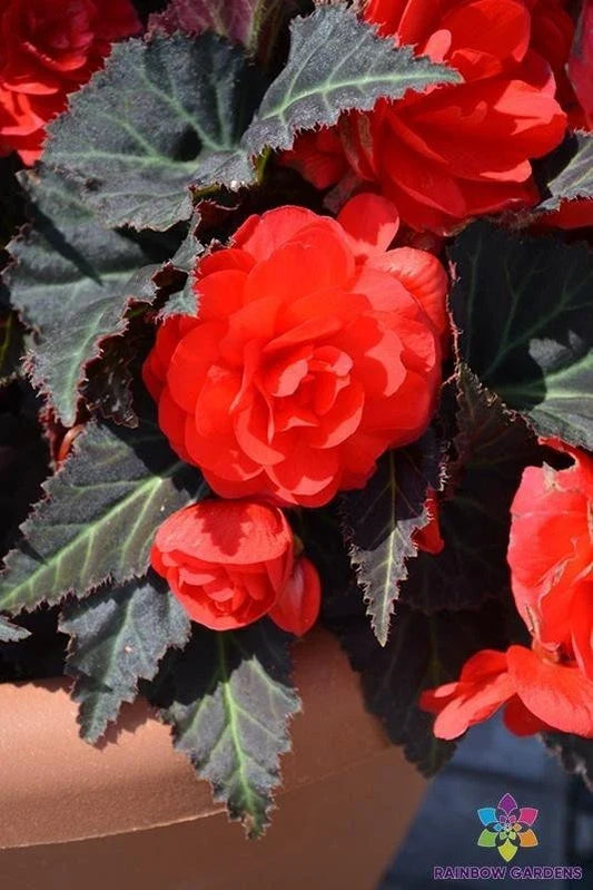 Mocca Cherry Begonia Seeds - 25+ Pack for Garden Planting - Begonia x tuberhybrida - Cherry Red Flowers & Dark Green Foliage
