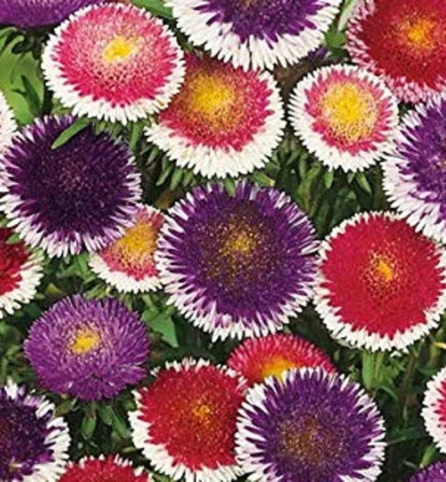 Aster Seeds Pompon Hi-No-Maru Mix, 200 Seeds, Aster amellus, Vibrant Colorful Blooms for Borders, Containers & Cut Flowers