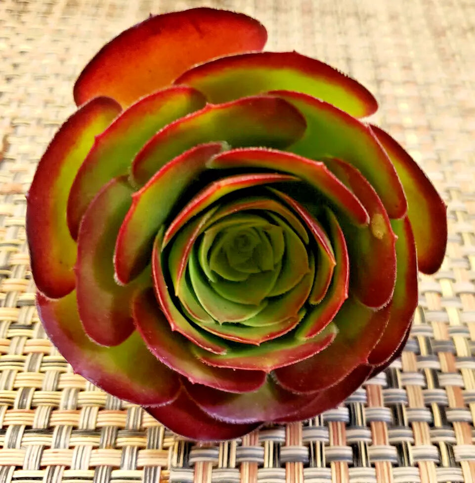 Medium Aeonium 'Velour' Unrooted Cuttings - Burgundy Succulent for Propagation - Aeonium arboreum 'Velour' - 4" Diameter
