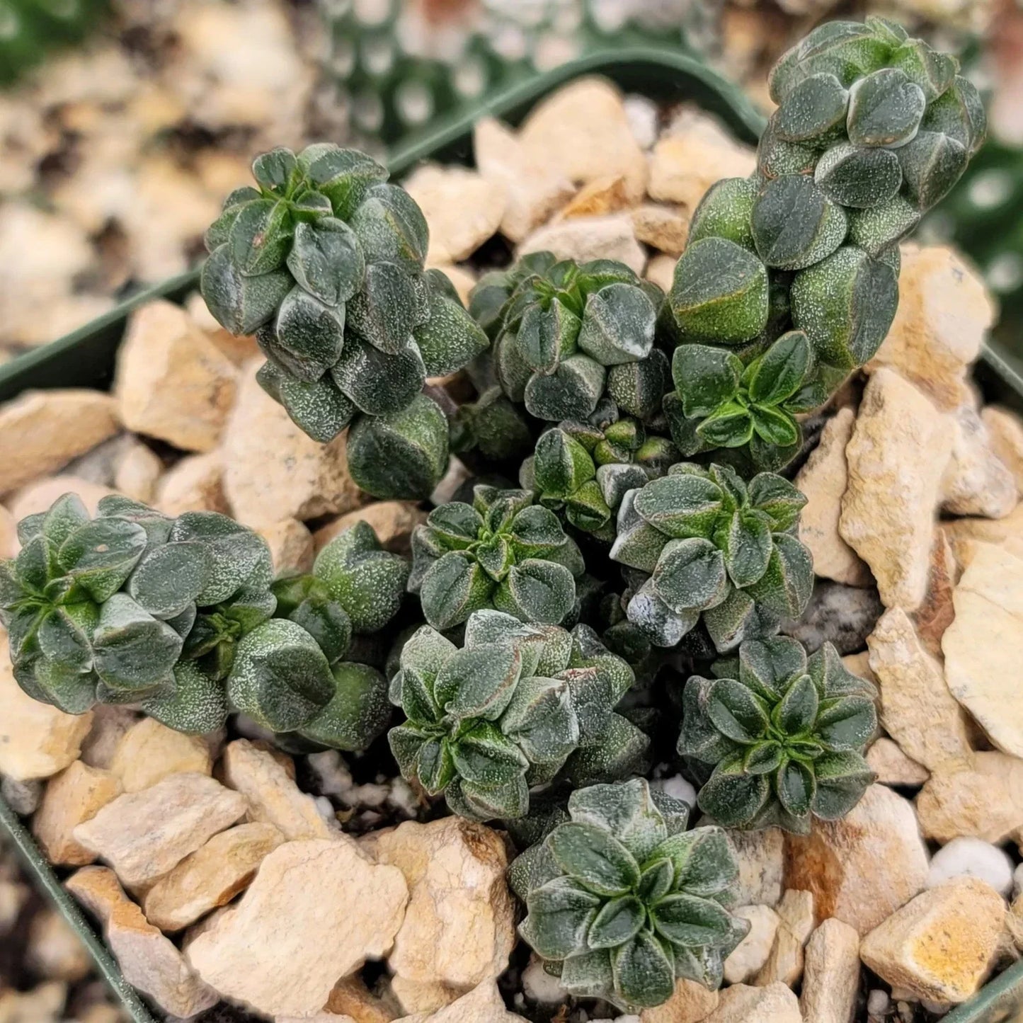 Peperomia Columella Cactus Plant - Live Succulent Indoor Houseplant - Unique Green Variety - Peperomia Columella