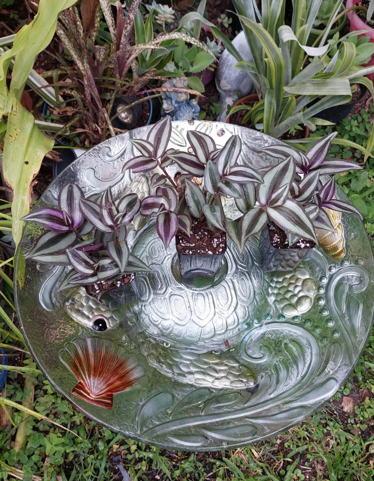 Tradescantia Zebrina "Silver Plus" Wandering Jew Plant in 2.5" Pot, Indoor Houseplant, Green and Silver Foliage, Easy Care, Decorative Plant