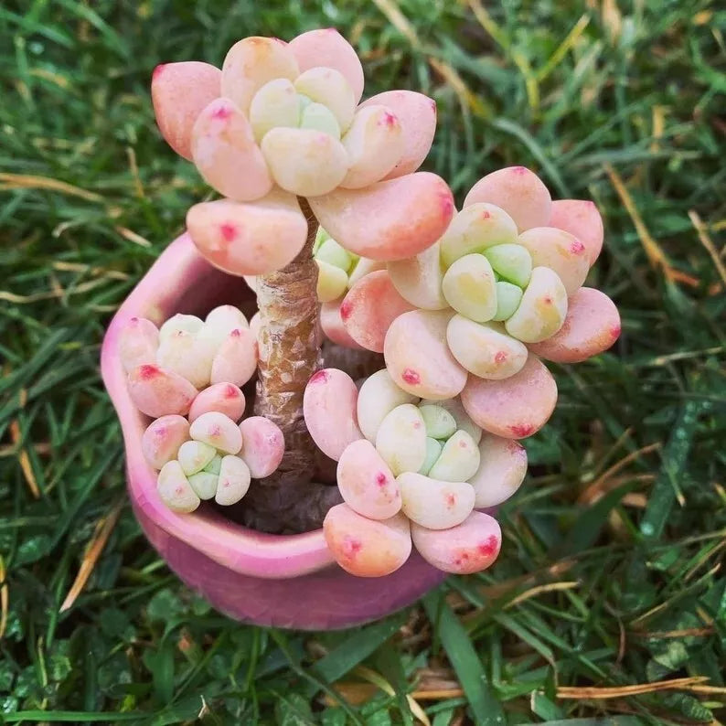 Sedum Seeds 100 Count Tiscalatengo Gorge Variety Succulent for Garden & Indoor Planting Sedum spp.