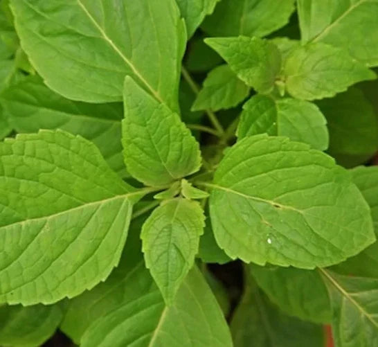 Clove Scented Basil Seeds - Over 600 Ocimum basilicum Annual Herb for Culinary Spices & Fragrant Gardens