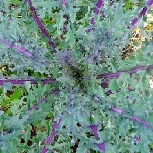 Red Kale Microgreen Sprouting Seeds 4oz Brassica oleracea var. sabellica Non-GMO, Nutrient-Dense, Easy to Grow