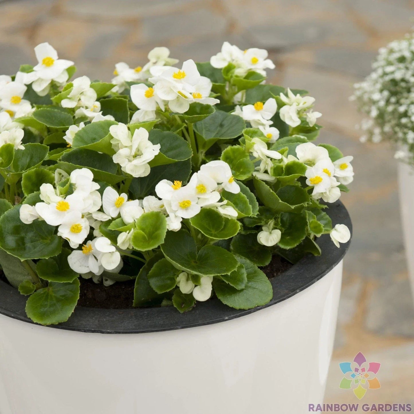 Ambassador White Begonia Seeds - 25+ Non-GMO Begonia x semperflorens for Garden Beds, Containers & Hanging Baskets