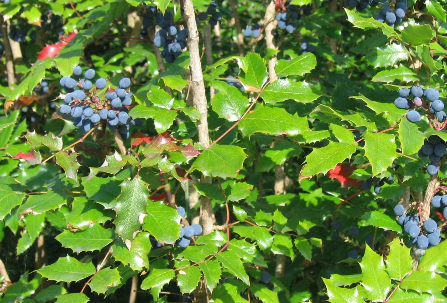 Tall Oregon Grape Seeds, Mahonia aquifolium, Native Evergreen Shrub with Edible Berries, 20 Seeds