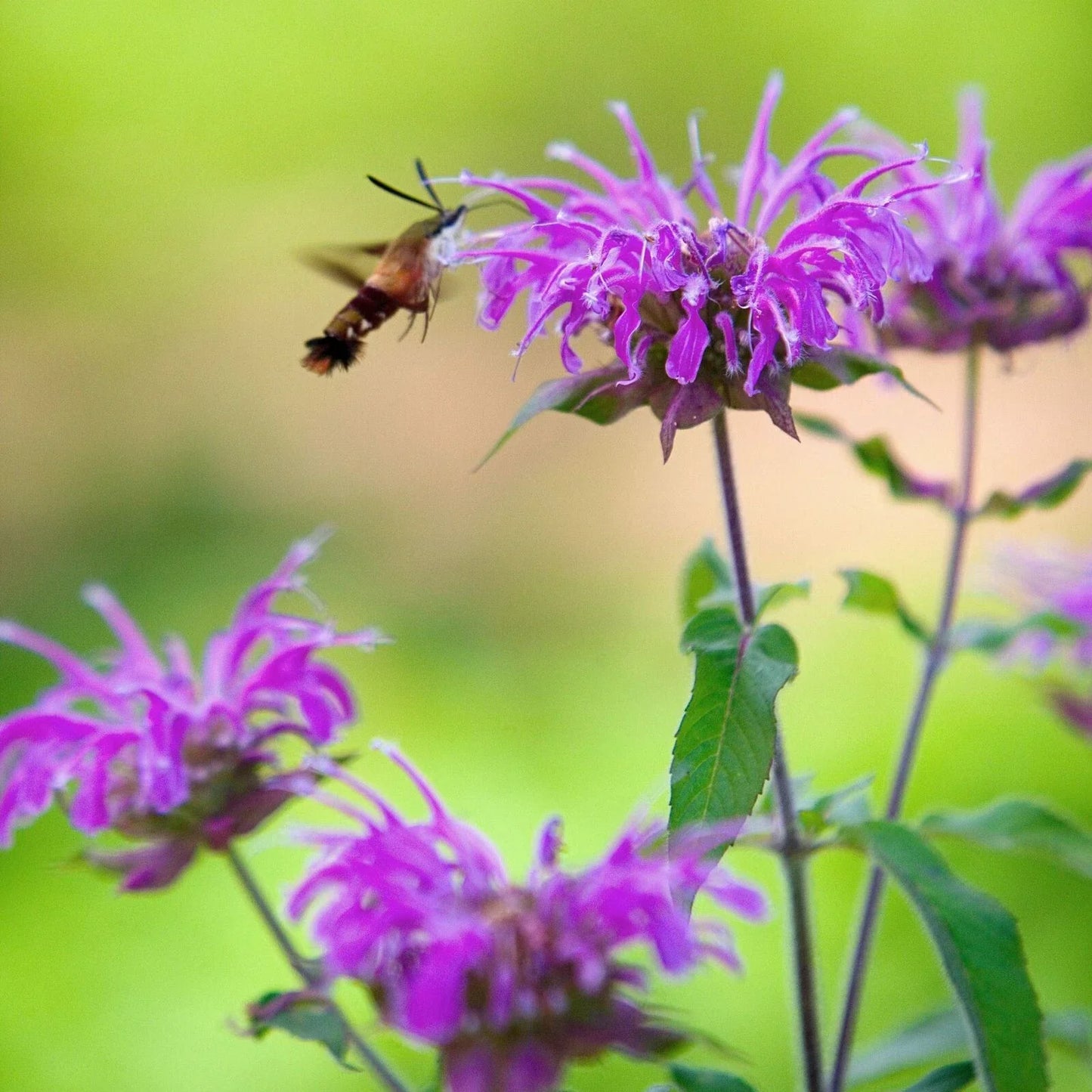 Wild Bergamot Seeds - 500+ Non-GMO Bee Balm Monarda fistulosa for Pollinator Gardens, Perennial, Attracts Hummingbirds & Bees