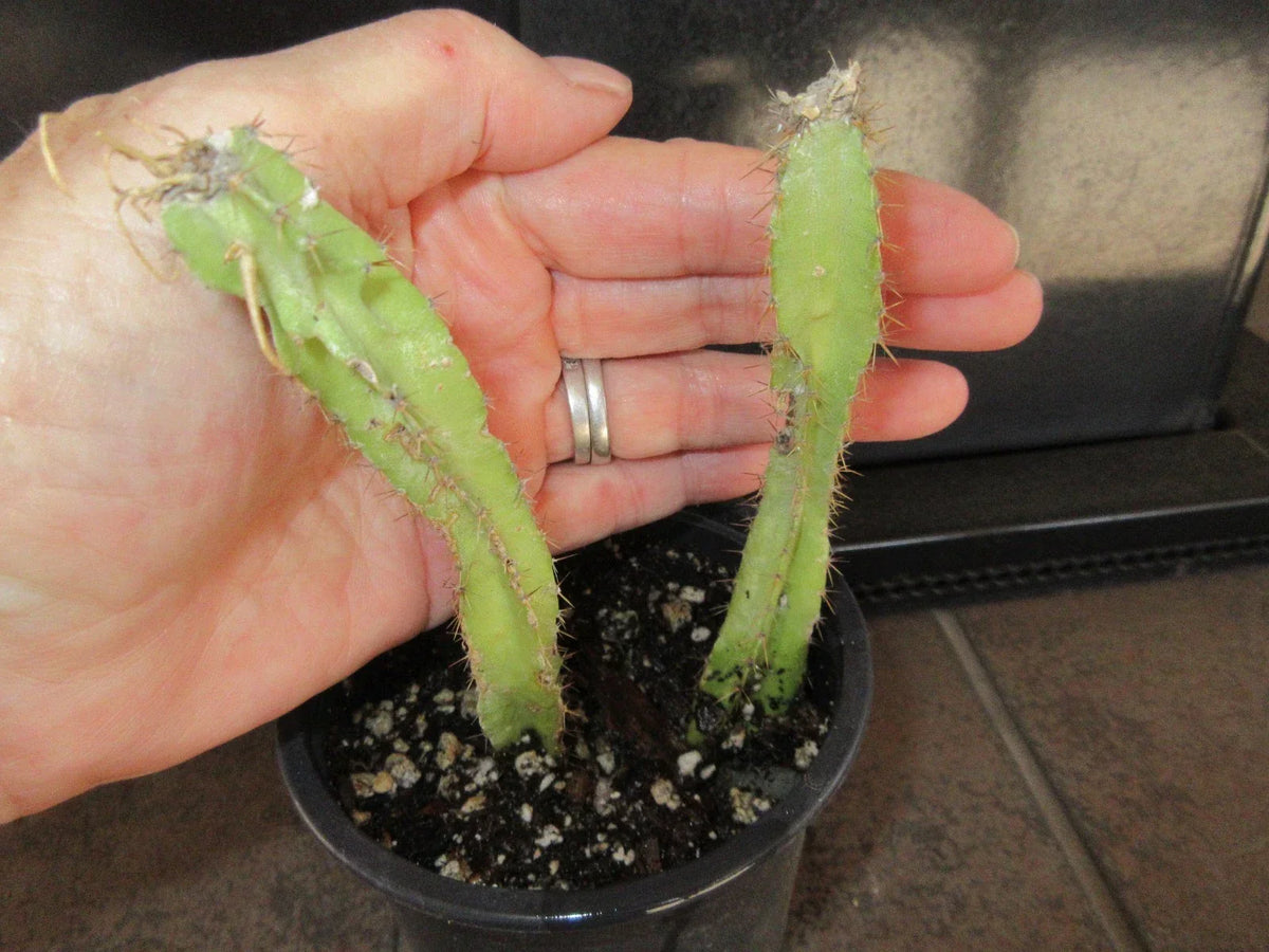 Rooted Cuttings 2 Pack Selenicereus testudo | Rare Testudo Cactus for Indoor Gardening | Easy Care Plant Collection