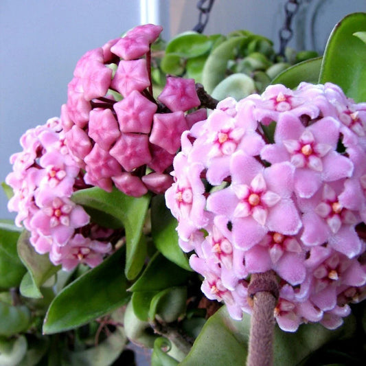 Hoya Carnosa Compacta Krinkle Kurl Bare Root Plant - Variegated Hindu Rope Indoor Houseplant, Trailing, Easy Care