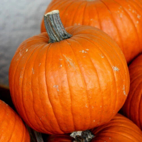 Connecticut Field Pumpkin Seeds – Cucurbita pepo, Heirloom, Non-GMO, Garden Planting, Fall Harvest, 25+ Premium Seeds