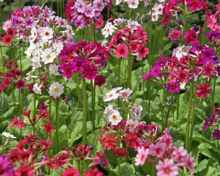 Primula japonica Hybrid Mix Seed Packet – Colorful Perennial Flowers for Gardens & Borders – 25 Seeds