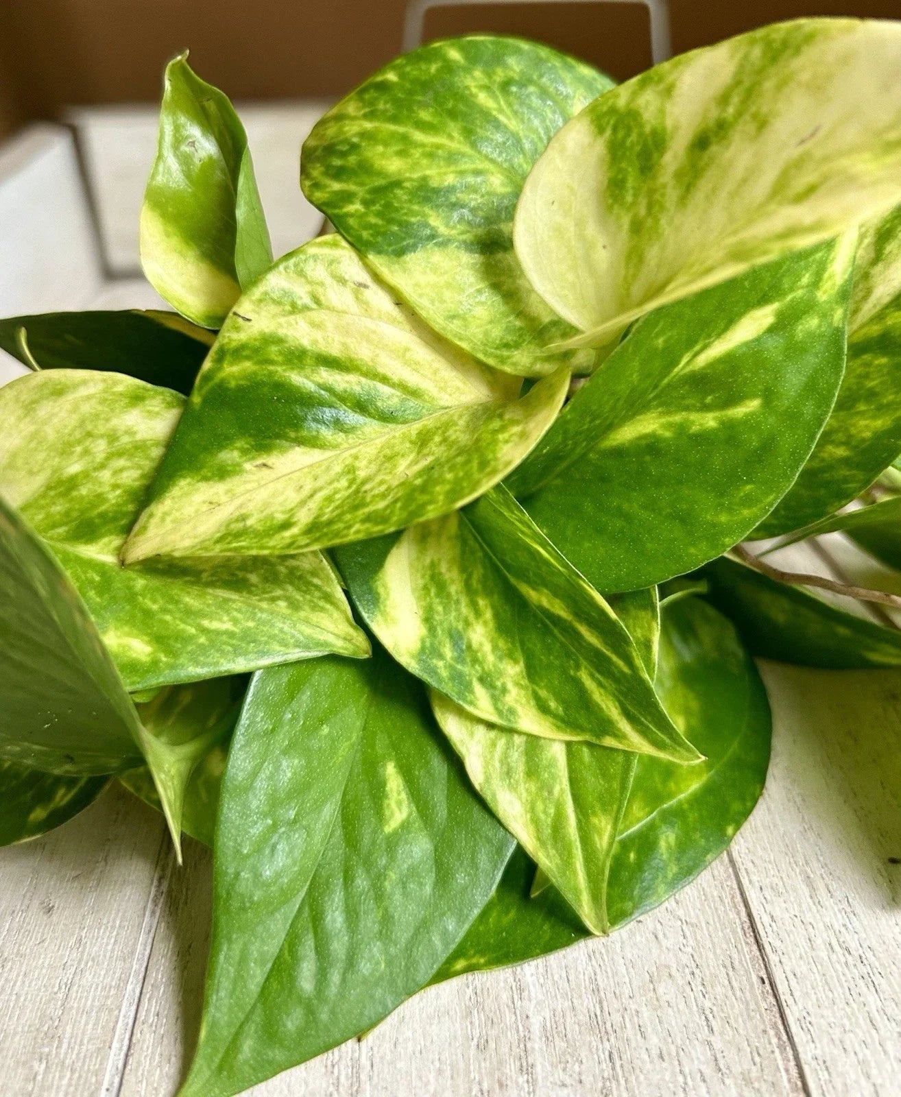 Rooted Plant Cuttings - 10 Pothos Epipremnum aureum Indoor Houseplant - Easy Care Greenery for Home and Office