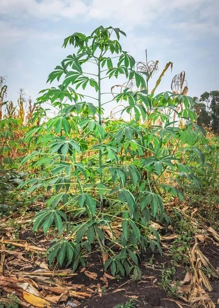 Cassava Cuttings 8" Red Yuca Manihot - Ready to Plant, 3-BlG Variety for Gardening and Cultivation