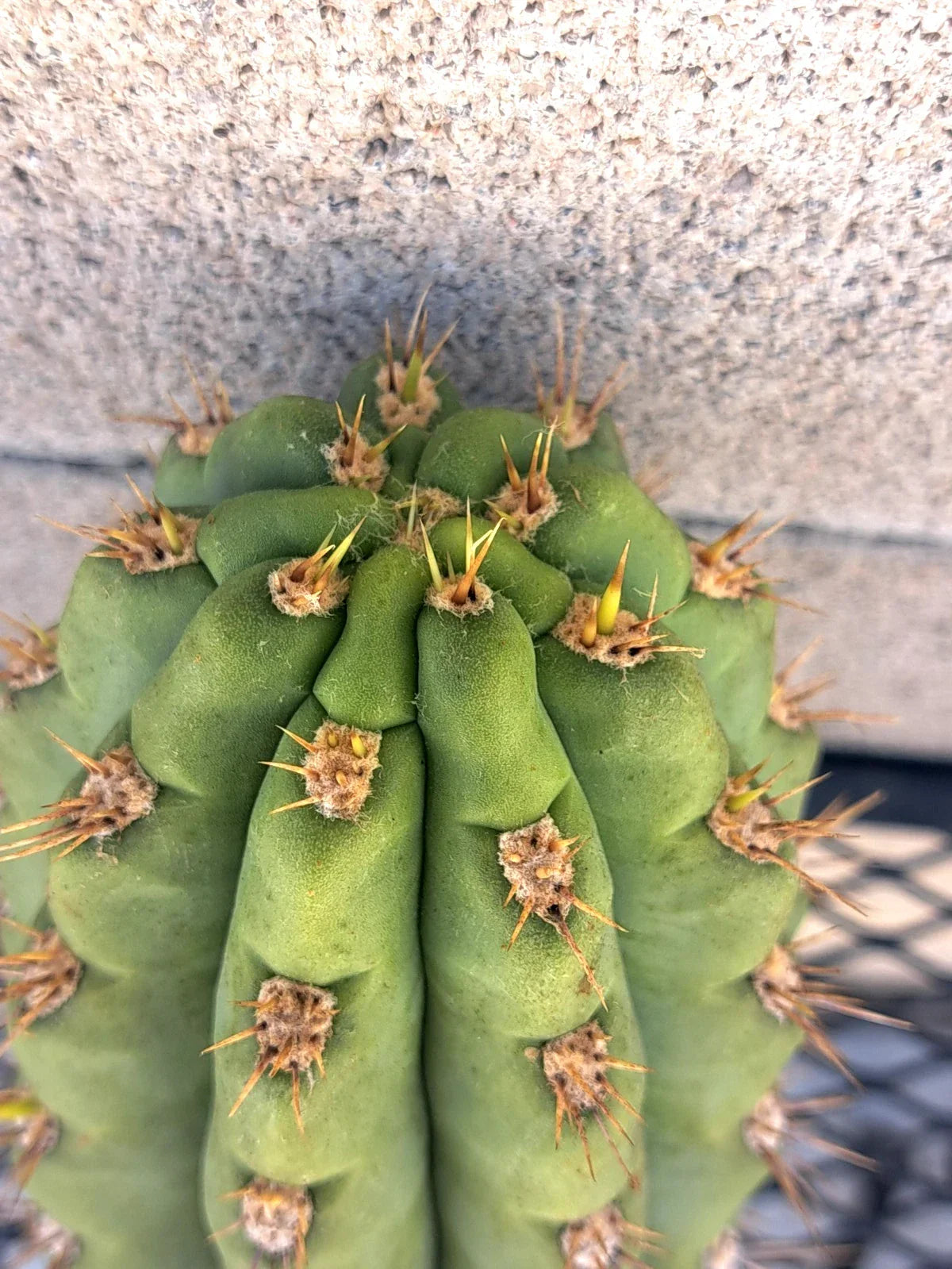 Cereus Cactus Cutting 8.5" – Unique Succulent Propagation Plant – Miscellaneous Variety for Garden or Indoor Collection