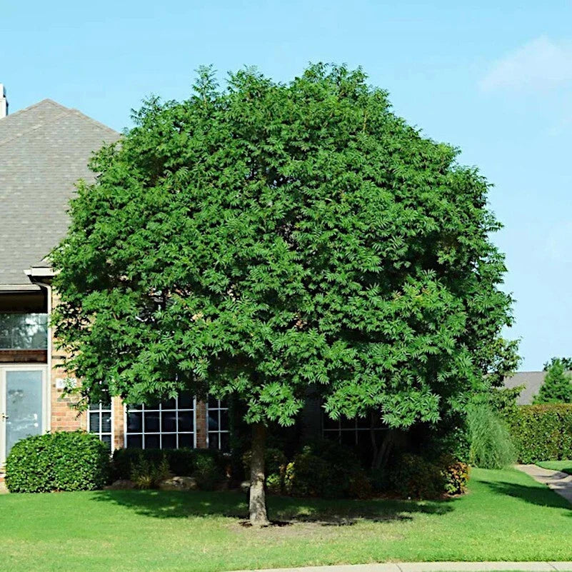 Chinese Pistachio Tree Seeds - 10 Pack Pistacia chinensis for Bonsai & Landscaping - Deciduous Tree with Vibrant Fall Foliage
