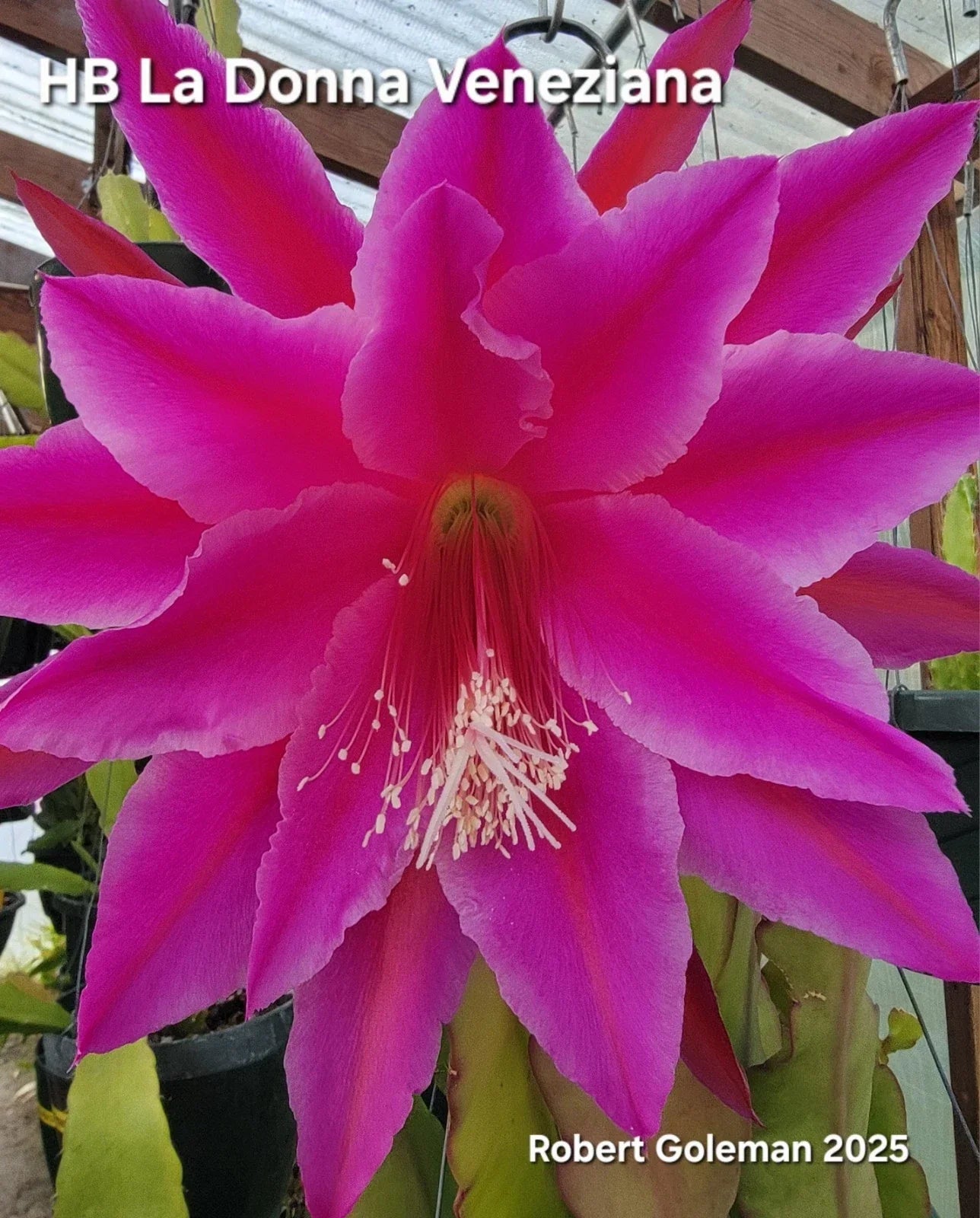 Epiphyllum Cutting - HB La Donna Veneziana - Exotic Cactus Variety - Unrooted Epiphyllum Hybrid for Indoor Garden