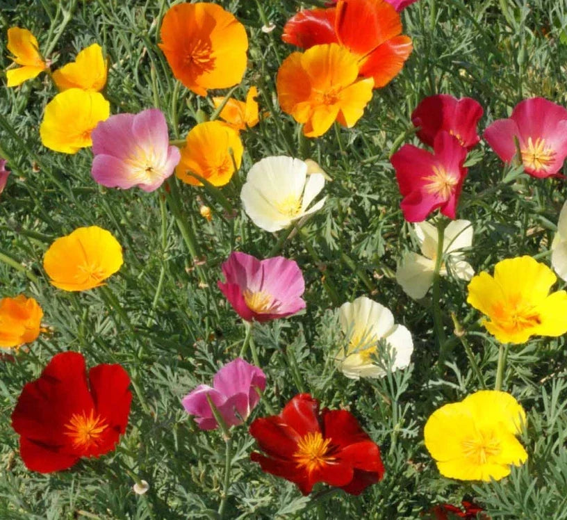 California Poppy Seeds Mix - 1000 Non-GMO Seeds - Wildflower Blend for Honey Bees - Eschscholzia californica