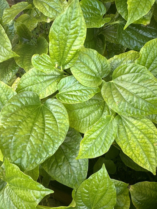 Lá Lốt Live Plant Set of 3 | Piper lolot Culinary Herb for Cooking & Gardening | Perennial Herb in 4-inch Pots