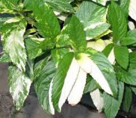 Peppermint Seeds Heirloom Non-GMO 500+ Mentha × piperita Aromatic Herb for Culinary & Garden