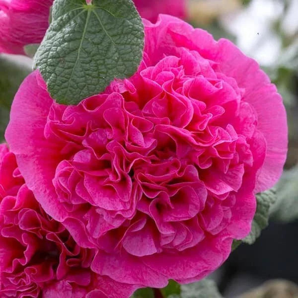 25 Double Bright Pink Hollyhock Seeds - Perennial Flower Seeds Alcea rosea for Borders & Garden Beds