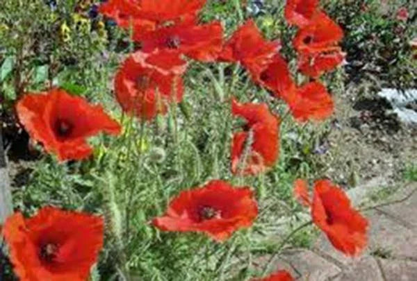 Corn Poppy Seeds Pack of 1000+ | Bright Red Flowers | Papaver rhoeas | Wildflower, Garden, Cut Flower